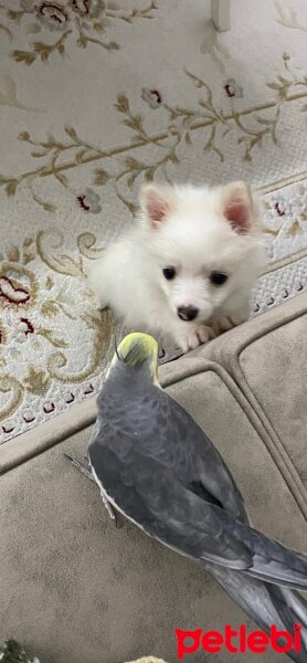 Pomeranyalı, Köpek  Pamuk fotoğrafı