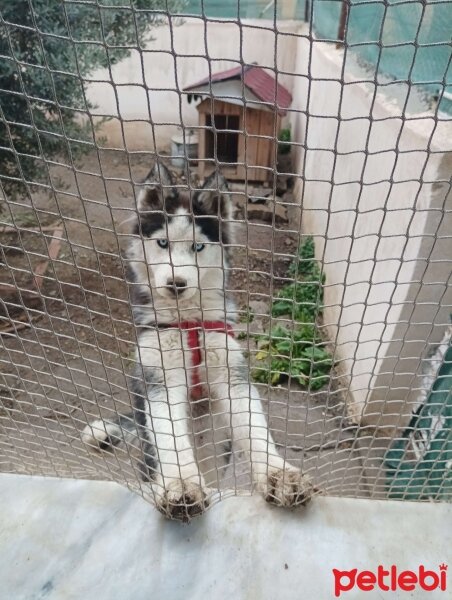 Sibirya Kurdu (Husky), Köpek  Buz fotoğrafı