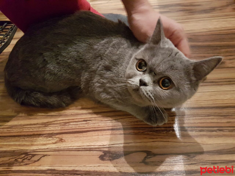 British Shorthair, Kedi  candy fotoğrafı