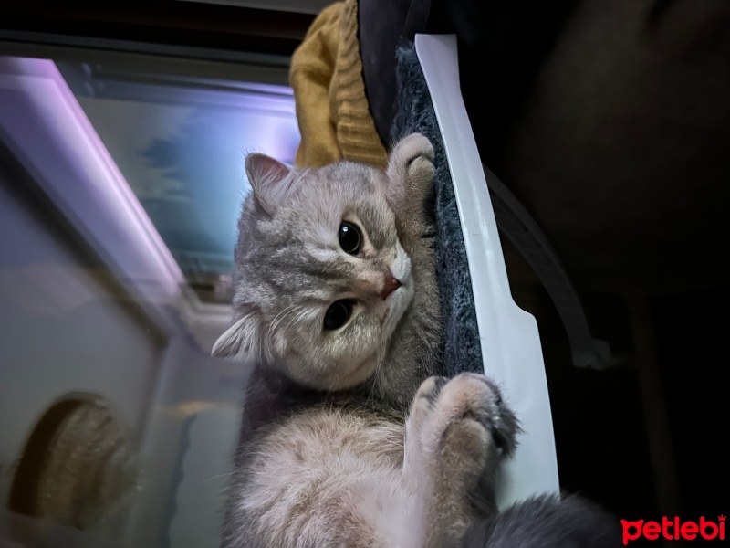 British Shorthair, Kedi  Alpha fotoğrafı