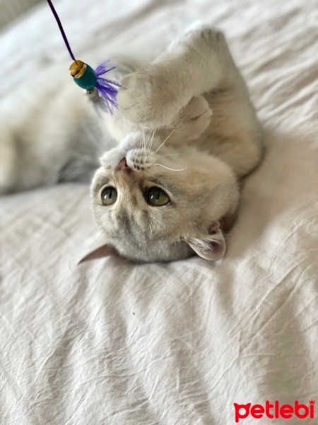 British Shorthair, Kedi  Alpha fotoğrafı