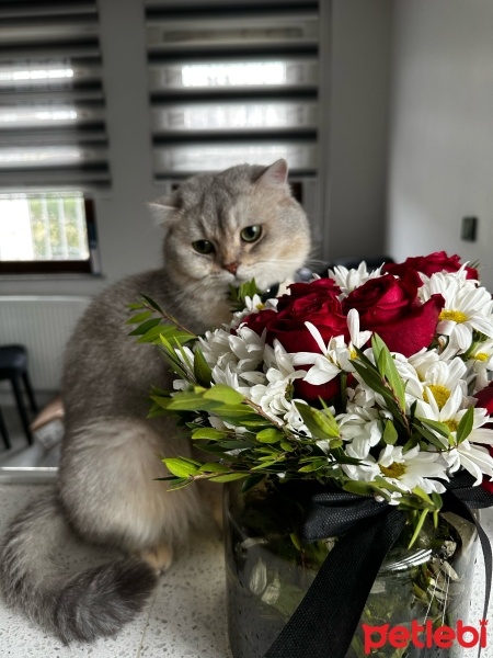 British Shorthair, Kedi  Alpha fotoğrafı