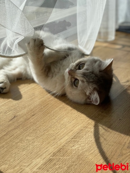 British Shorthair, Kedi  Alpha fotoğrafı