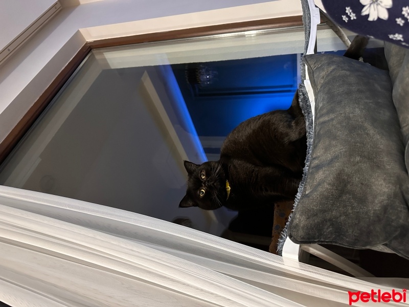 British Shorthair, Kedi  Gece fotoğrafı