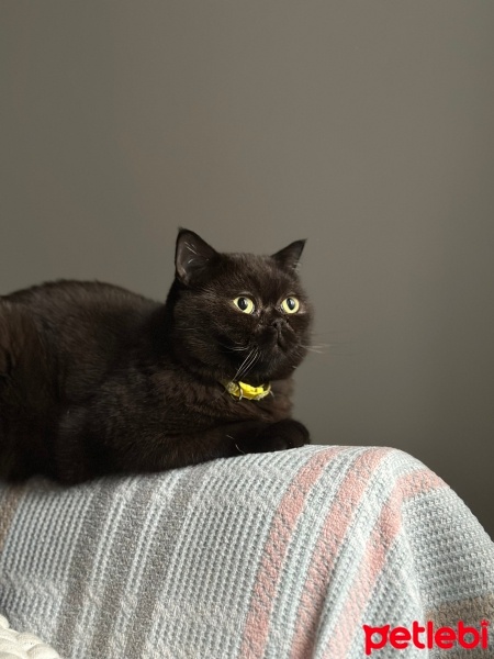 British Shorthair, Kedi  Gece fotoğrafı