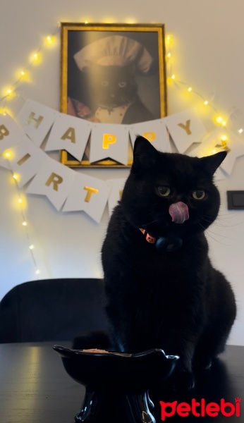 British Shorthair, Kedi  Gece fotoğrafı