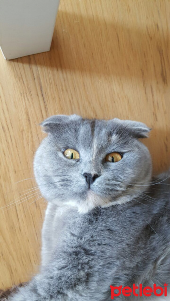 Scottish Fold, Kedi  Mia fotoğrafı