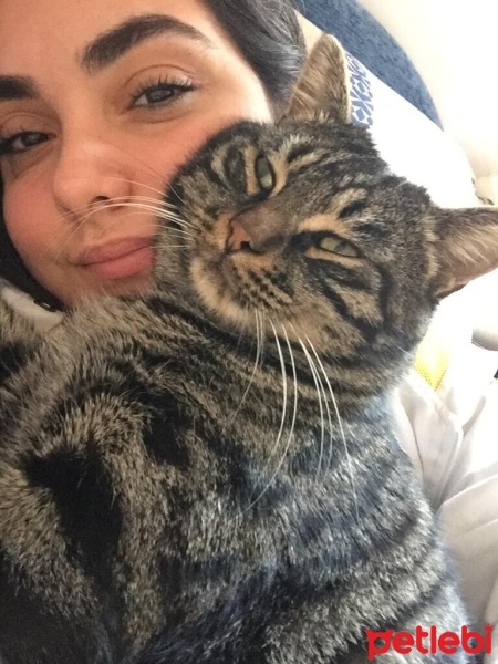 Bengal, Kedi  Paşa fotoğrafı