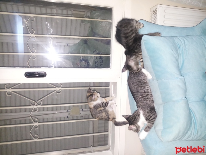 Tekir Kedi, Kedi  Duman fotoğrafı