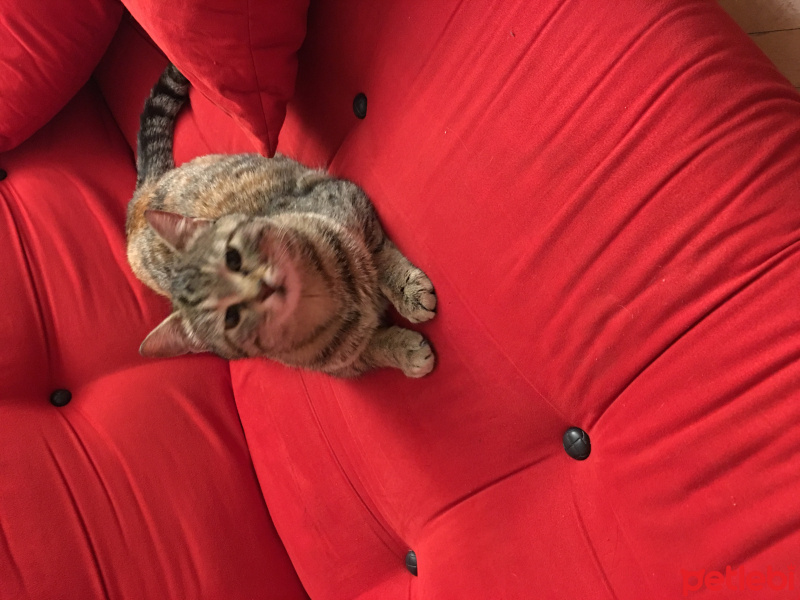 Tekir Kedi, Kedi  Pakize fotoğrafı