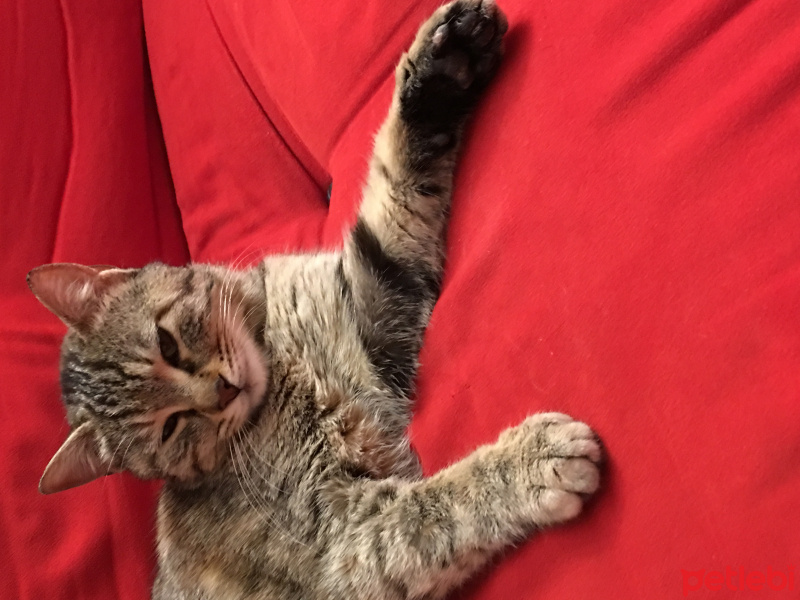 Tekir Kedi, Kedi  Pakize fotoğrafı