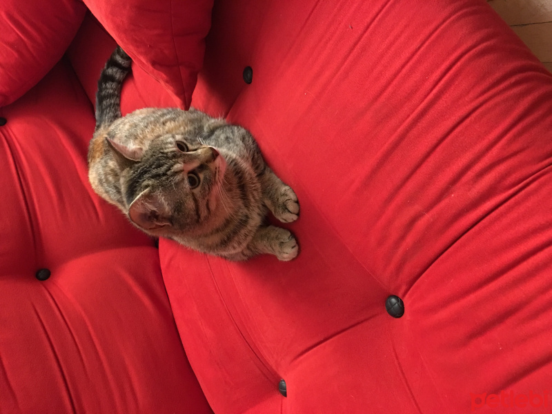 Tekir Kedi, Kedi  Pakize fotoğrafı