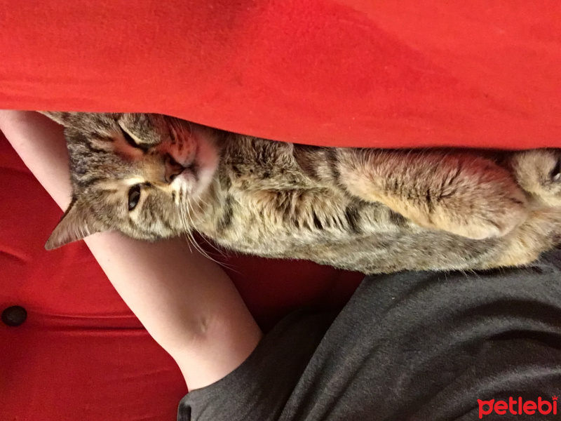 Tekir Kedi, Kedi  Pakize fotoğrafı