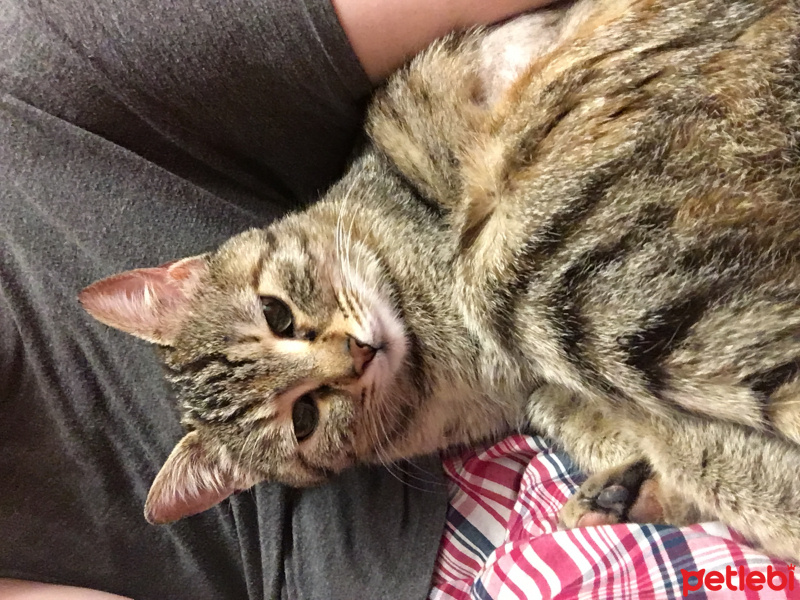 Tekir Kedi, Kedi  Pakize fotoğrafı