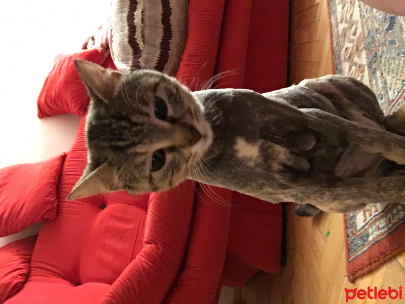 Tekir Kedi, Kedi  Pakize fotoğrafı