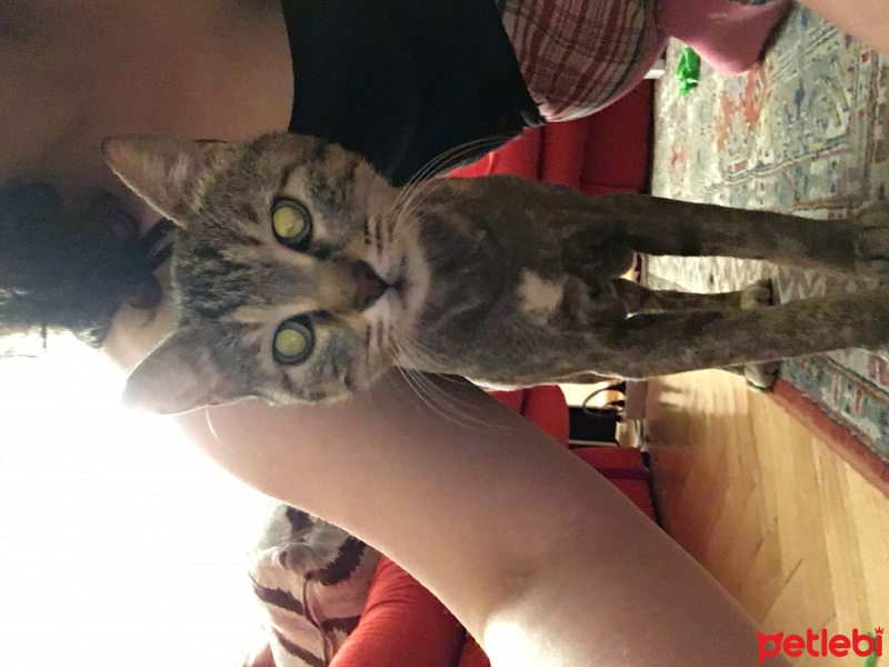Tekir Kedi, Kedi  Pakize fotoğrafı