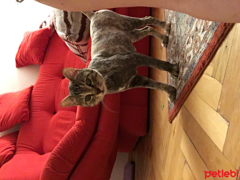 Tekir Kedi, Kedi  Pakize fotoğrafı