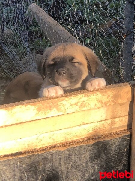 Kangal, Köpek  Kırma Kangal Yavrusu fotoğrafı