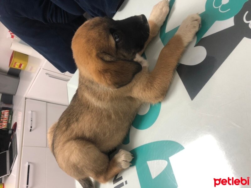 Kangal, Köpek  Kırma Kangal Yavrusu fotoğrafı