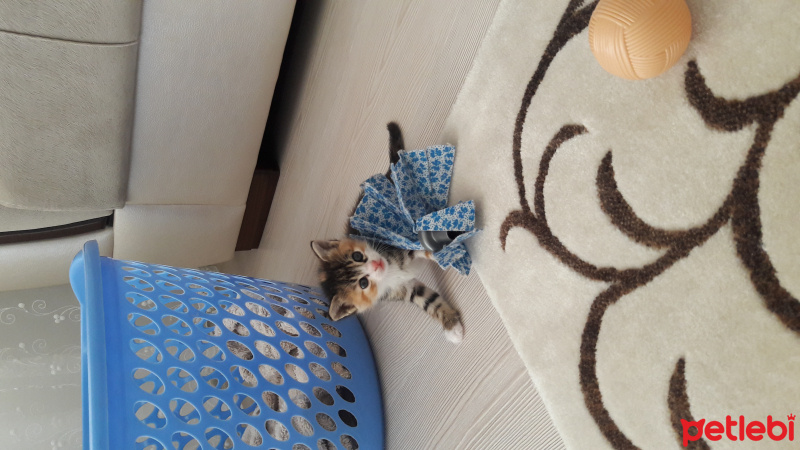 Tekir Kedi, Kedi  Patik fotoğrafı