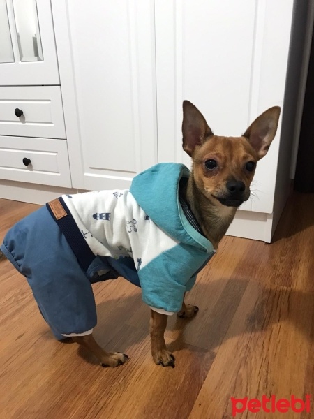 Minyatür Pinscher, Köpek  Toprak fotoğrafı