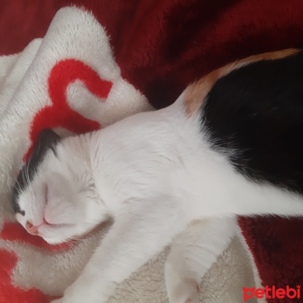Tekir Kedi, Kedi  Sofia fotoğrafı
