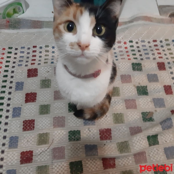 Tekir Kedi, Kedi  Sofia fotoğrafı