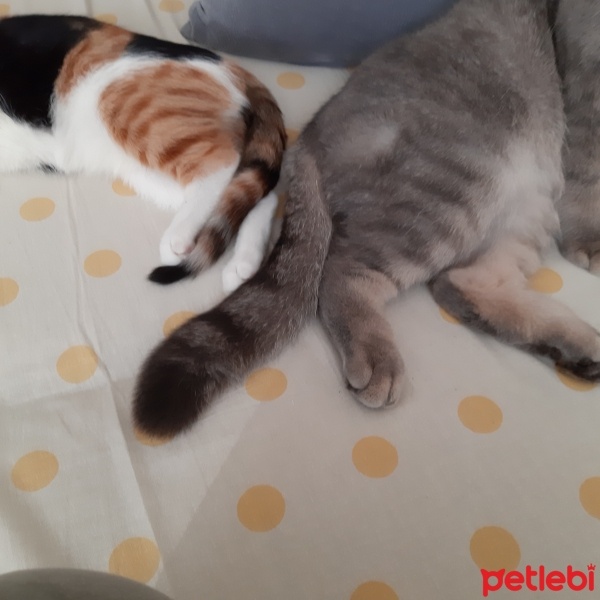 Tekir Kedi, Kedi  Sofia fotoğrafı