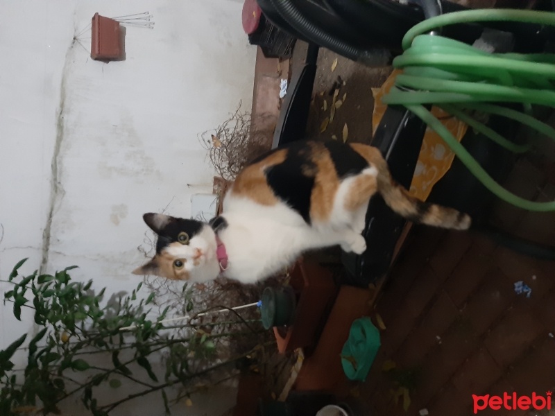 Tekir Kedi, Kedi  Sofia fotoğrafı