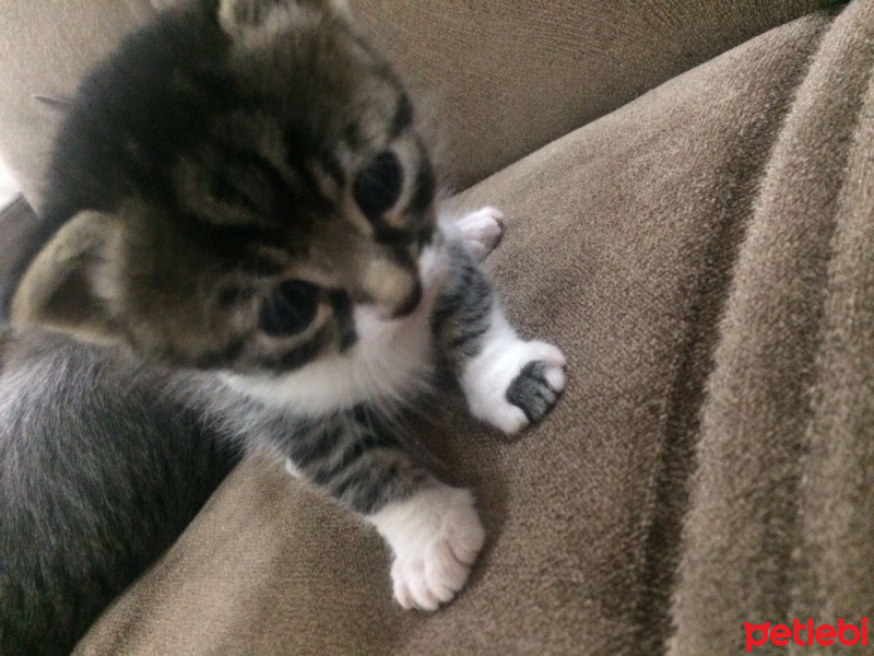 Tekir Kedi, Kedi  Nisan leo fotoğrafı