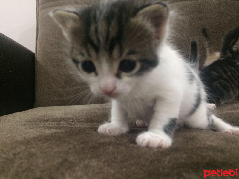Tekir Kedi, Kedi  Nisan leo fotoğrafı