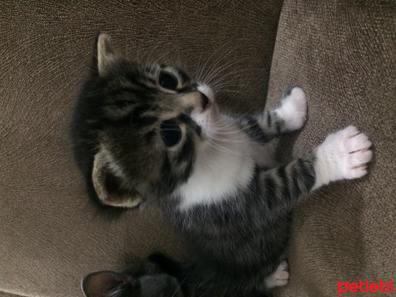 Tekir Kedi, Kedi  Nisan leo fotoğrafı