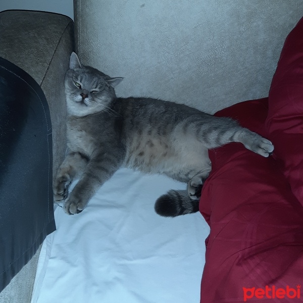 British Shorthair, Kedi  Gümüs fotoğrafı