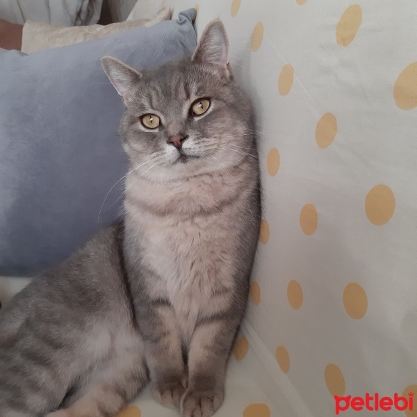 British Shorthair, Kedi  Gümüs fotoğrafı