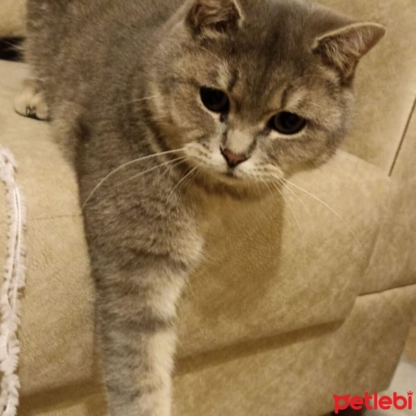 British Shorthair, Kedi  Gümüs fotoğrafı