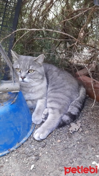 British Shorthair, Kedi  Gümüs fotoğrafı