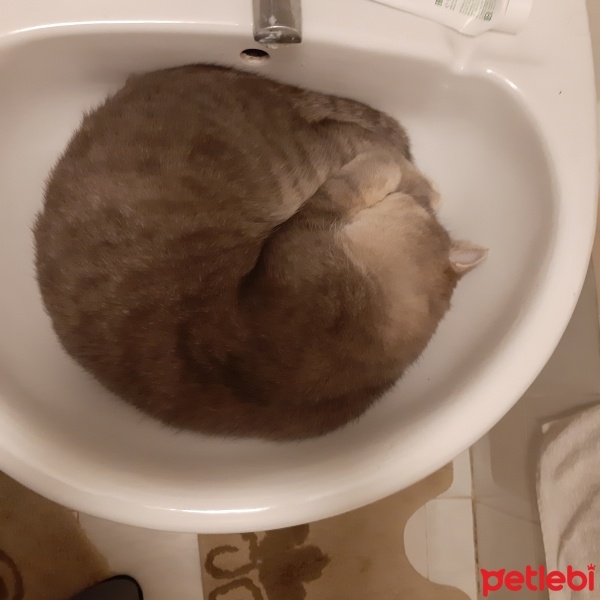 British Shorthair, Kedi  Gümüs fotoğrafı