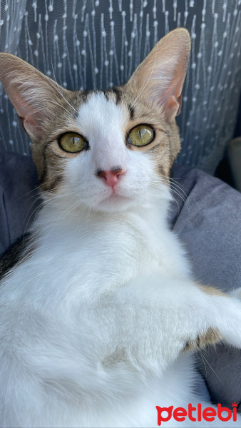 Tekir Kedi, Kedi  şakir fotoğrafı