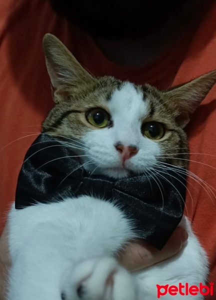 Tekir Kedi, Kedi  şakir fotoğrafı