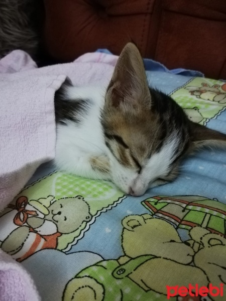 Tekir Kedi, Kedi  şakir fotoğrafı