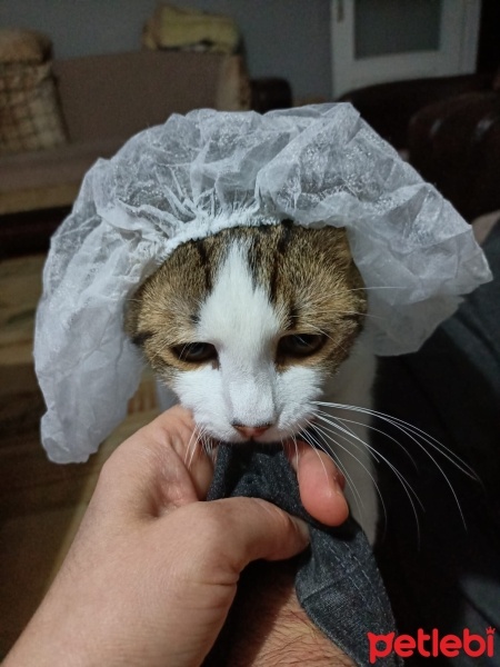 Tekir Kedi, Kedi  şakir fotoğrafı