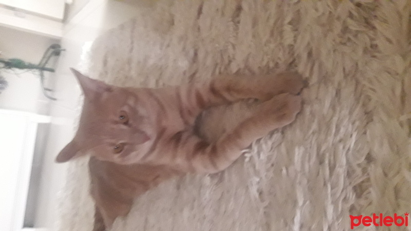 Sarman, Kedi  Limon fotoğrafı