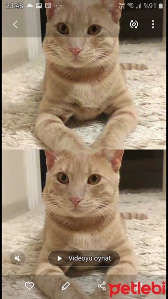Sarman, Kedi  Limon fotoğrafı