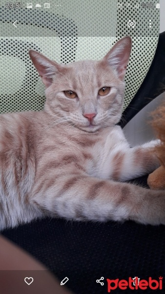 Sarman, Kedi  Limon fotoğrafı