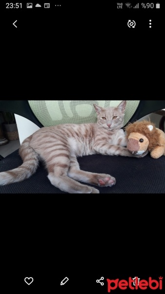 Sarman, Kedi  Limon fotoğrafı