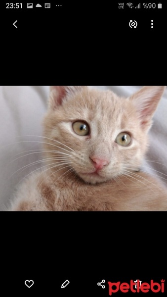 Sarman, Kedi  Limon fotoğrafı