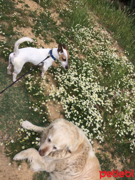 Jack Russell Terrier, Köpek  lacky fotoğrafı