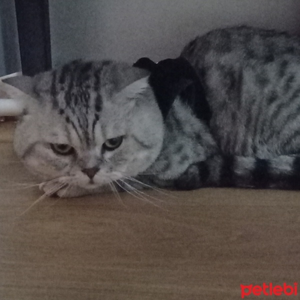 Scottish Fold, Kedi  tekila fotoğrafı