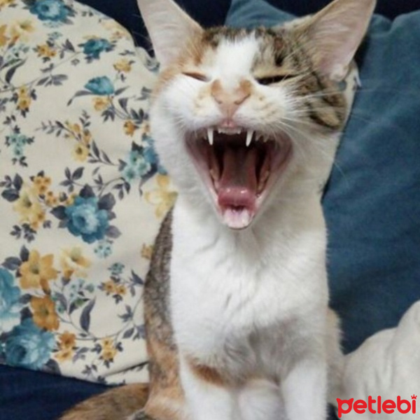 Tekir Kedi, Kedi  hande fotoğrafı