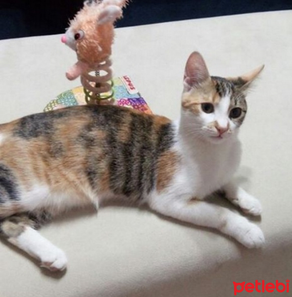 Tekir Kedi, Kedi  hande fotoğrafı